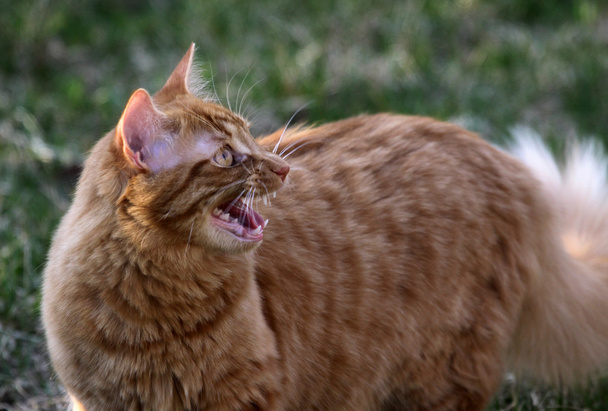 Gattino arrabbiato
 - Foto, immagini
