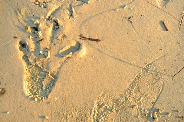 Huella de cocodrilo en arena blanca húmeda
 - Foto, Imagen
