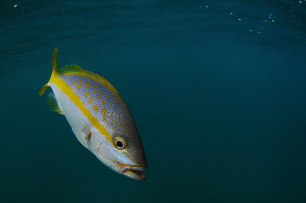 Snapper coda gialla nell'oceano
 - Foto, immagini