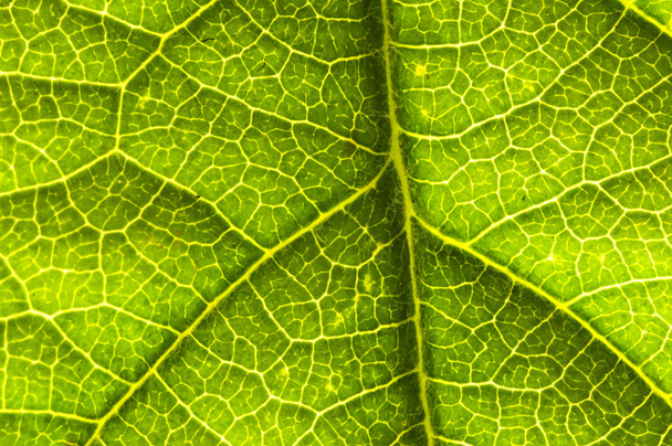 Closeup of a leaf - Photo, Image