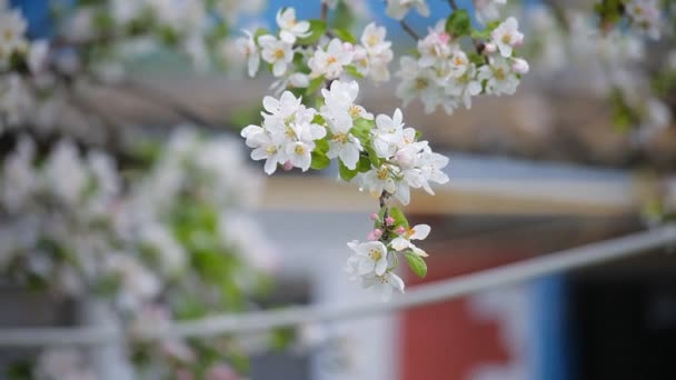 ανθισμένες κερασιές την άνοιξη. λευκά λουλούδια στα κλαδιά - Πλάνα, βίντεο