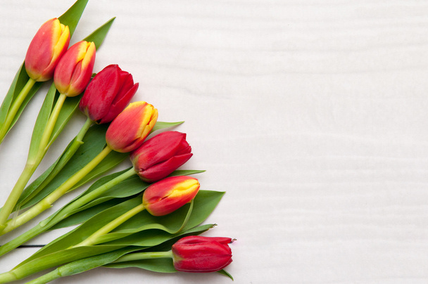 Tulipanes sobre fondo blanco - Foto, imagen