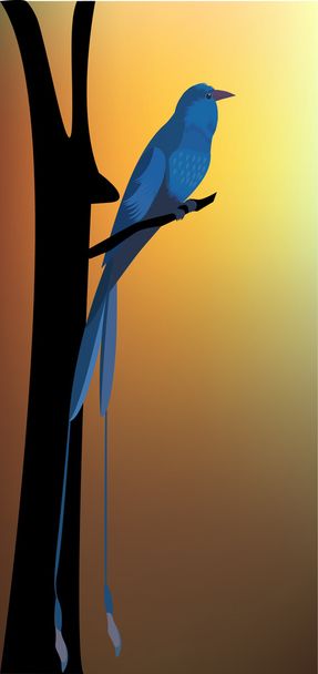 Drongo Evening Time Sitting On  The Tree Branch,      - Vector, Image