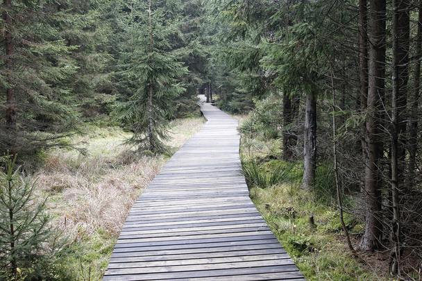 Boardwalk w lesie - szlak turystyczny - Zdjęcie, obraz