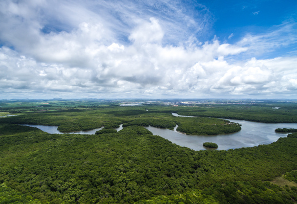 Amazzonia foresta pluviale in Brasile
 - Foto, immagini