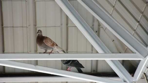 Pigeon oiseau sous le toit
 - Séquence, vidéo