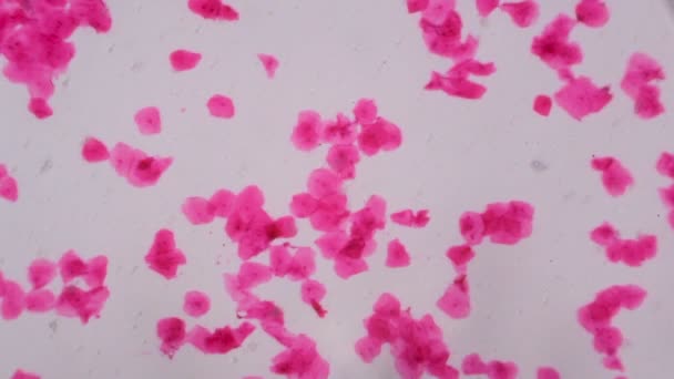 顕微鏡 - 抽象的なピンク ドット ホワイト バック グラウンドで複数の扁平上皮 - 映像、動画