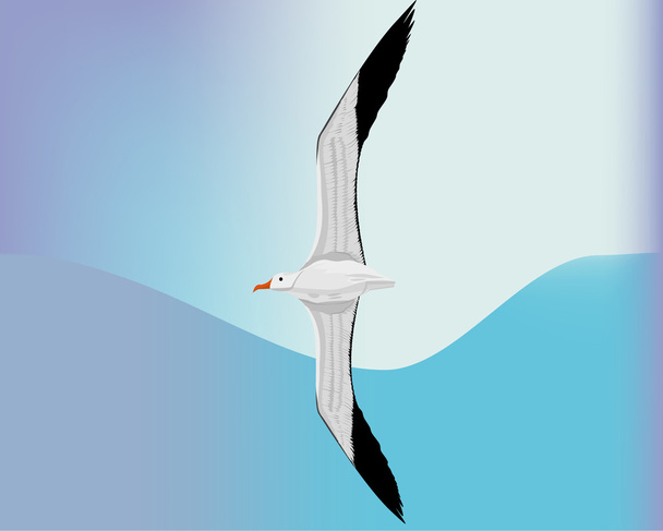 Albatros Pájaro volando en el cielo
 , - Vector, Imagen