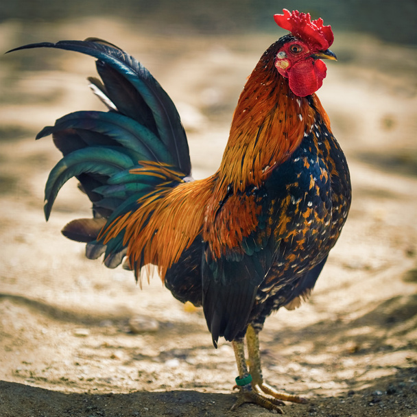 Brown Leghorn Rooster - Photo, Image