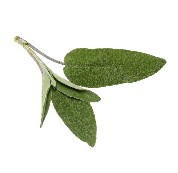 шалфей листья на белом фоне без тени
 - Фото, изображение