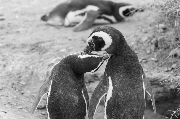 Pinguini magellanici in Patagonia
 - Foto, immagini