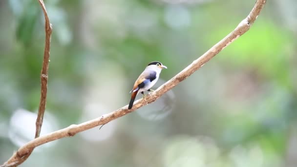 Zilver-breasted hapvogel (Serilophus lunatus) in Kaengkrachan Nationaal Park, Thailand - Video