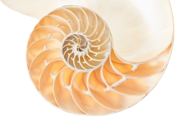 Nautilus shell section on white - Foto, Bild