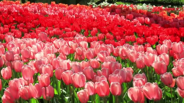 Tulipes dans le parc Keukenhof
. - Séquence, vidéo