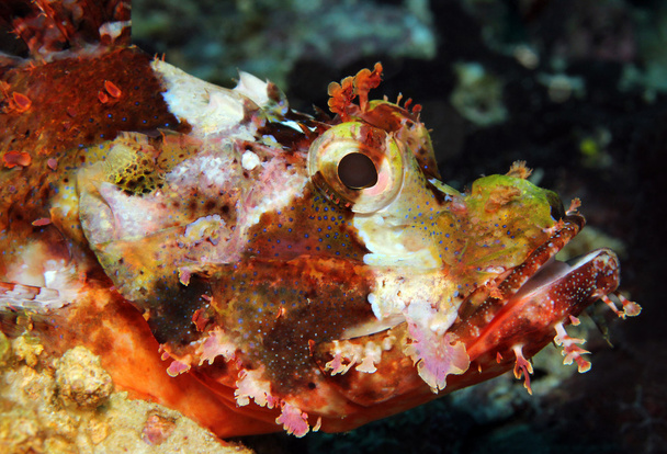 Scorpionfish barbu
 - Photo, image