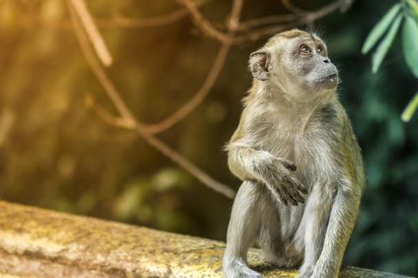 Игривый портрет обезьяны
 - Фото, изображение
