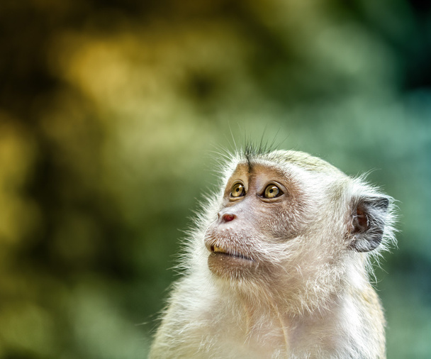 Retrato de mono juguetón
 - Foto, Imagen