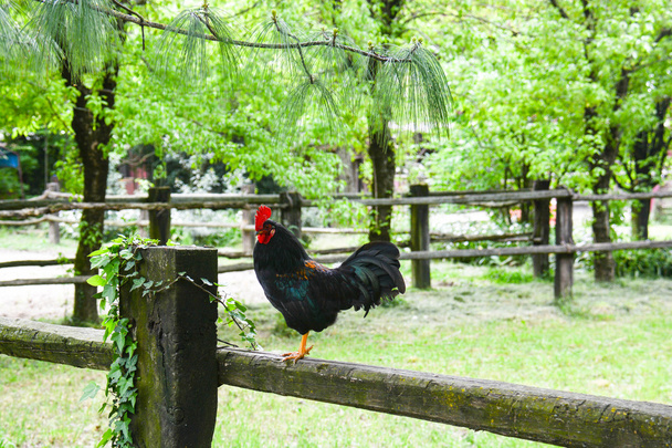 wild rooster overviewing - Photo, Image