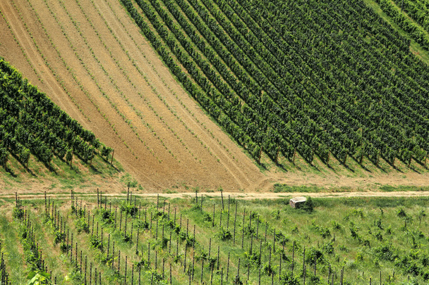 Італійський виноградників сільської місцевості - Фото, зображення