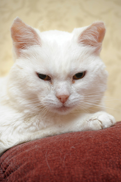 White cat - Фото, изображение
