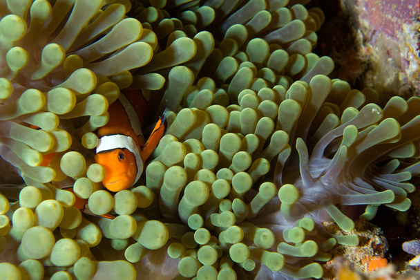 Clownfische in grünen Anemonen - Foto, Bild