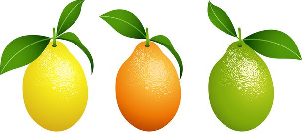 Citrus fresh fruit - Vector, Image
