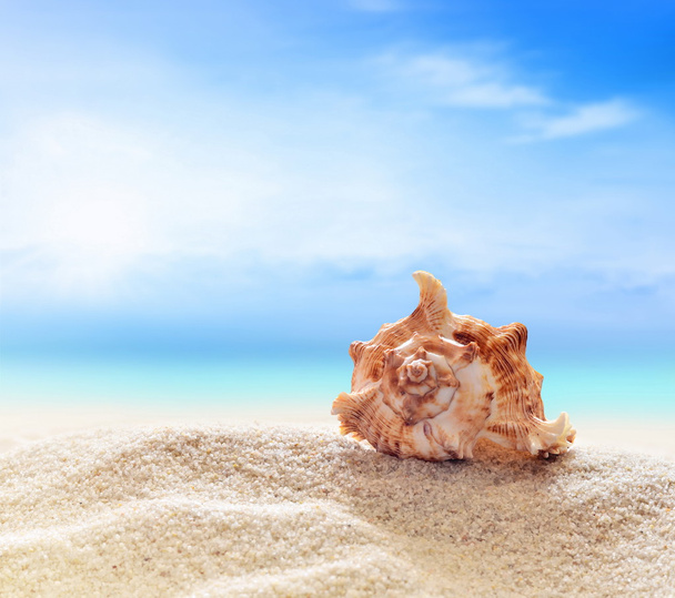 Seahell en la playa
 - Foto, imagen