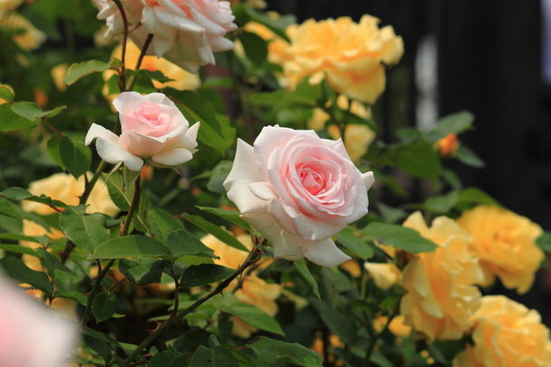 кущі троянд
 - Фото, зображення
