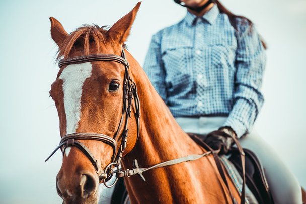 Dívka na koni - Fotografie, Obrázek