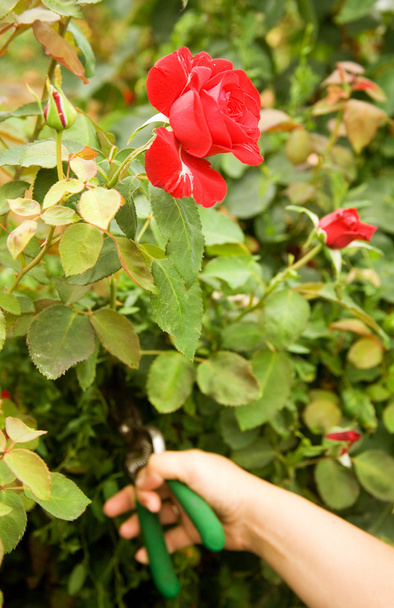 Pruning a rose in garden - Fotó, kép