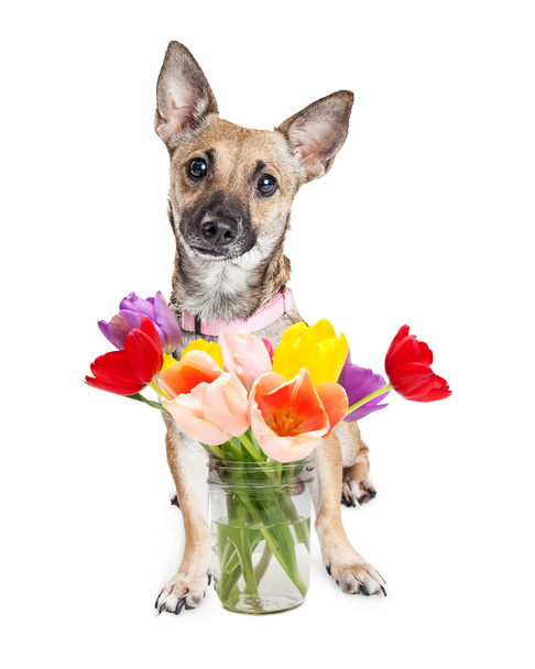 Cute Dog With Jar of Tulips - 写真・画像