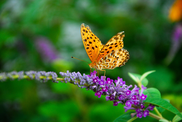 Метелик та квітка
 - Фото, зображення
