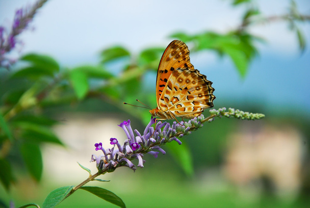 蝶と花 - 写真・画像