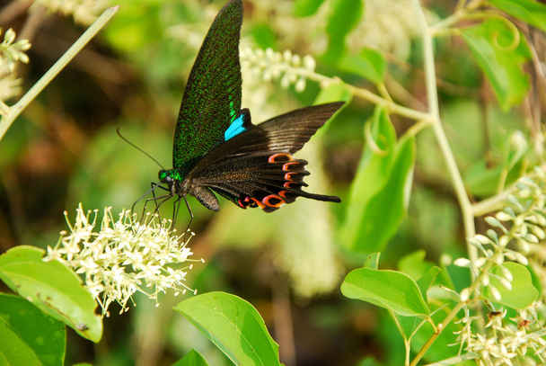 Butterfly en flower - Foto, afbeelding