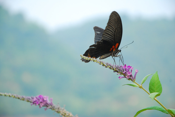 Mariposa y flor
 - Foto, imagen
