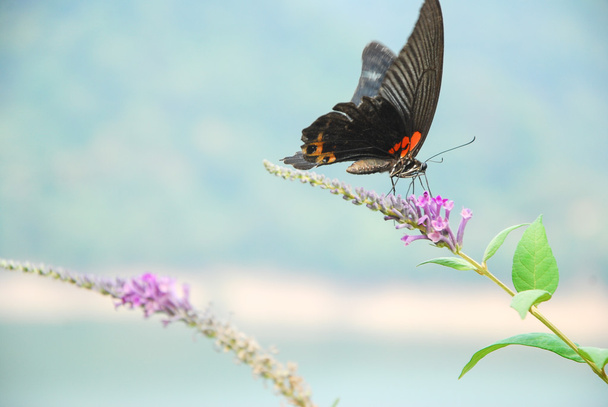 Farfalla e fiore
 - Foto, immagini