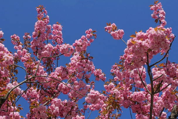 beautiful pink cherry blossom against blue sky - Photo, Image
