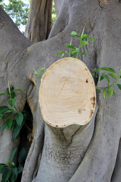 Struktur von Holzprodukten          - Foto, Bild