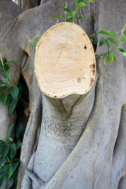 структура изделий из дерева
          - Фото, изображение