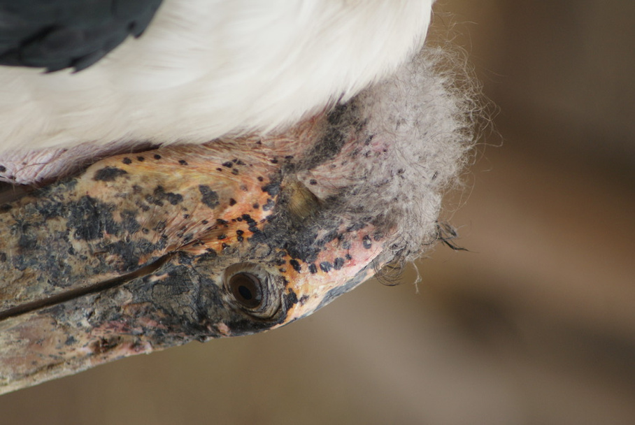 Marabou Stork - Leptoptilos crumeniferus - Zdjęcie, obraz
