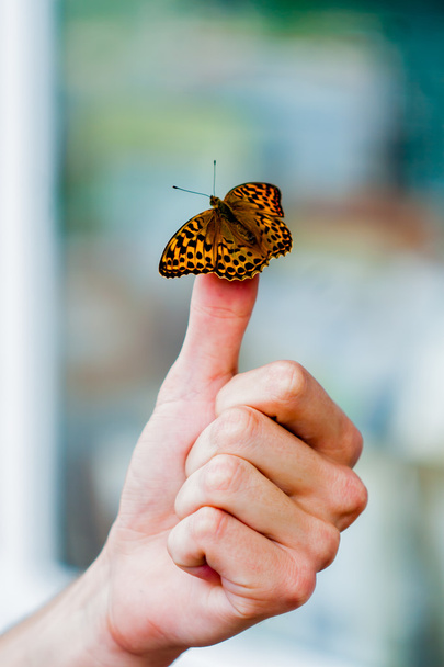 Beautiful butterfly on a hand - Photo, Image