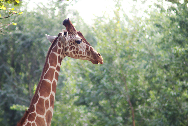 Giraffa colpo alla testa
 - Foto, immagini