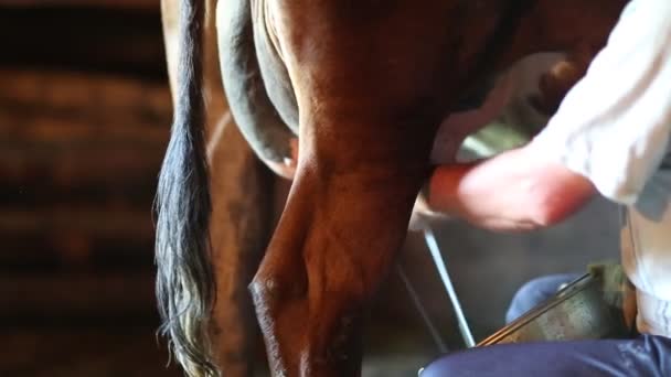 Mann melkt Kuh. Milchstrahl fließt in Eimer - Filmmaterial, Video