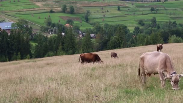 boerderij koeien op de weide - Video
