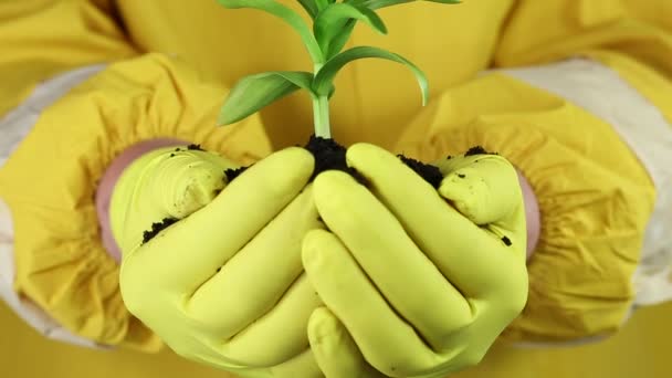 menselijke handen met groene plant. - Video