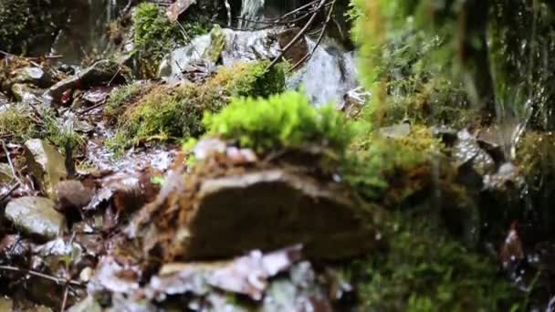 piccolo ruscello nella foresta
 - Filmati, video