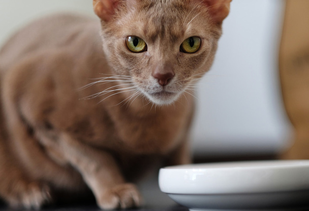 Kızıl kedinin portresi - Fotoğraf, Görsel