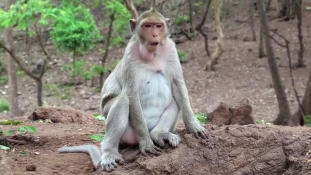 Rhesus macaco senta-se no chão
 - Filmagem, Vídeo