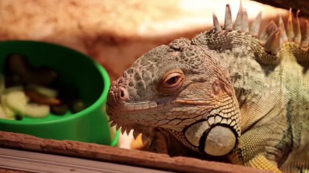 Grande iguana em terrário
 - Filmagem, Vídeo