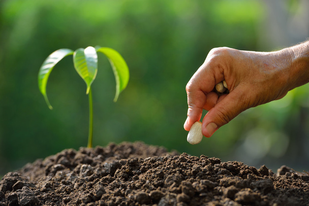 Rolnika ręka sadzenia nasion w glebie - Zdjęcie, obraz